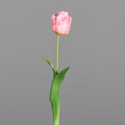 Rózsaszín színű, papagáj tulipán művirág.