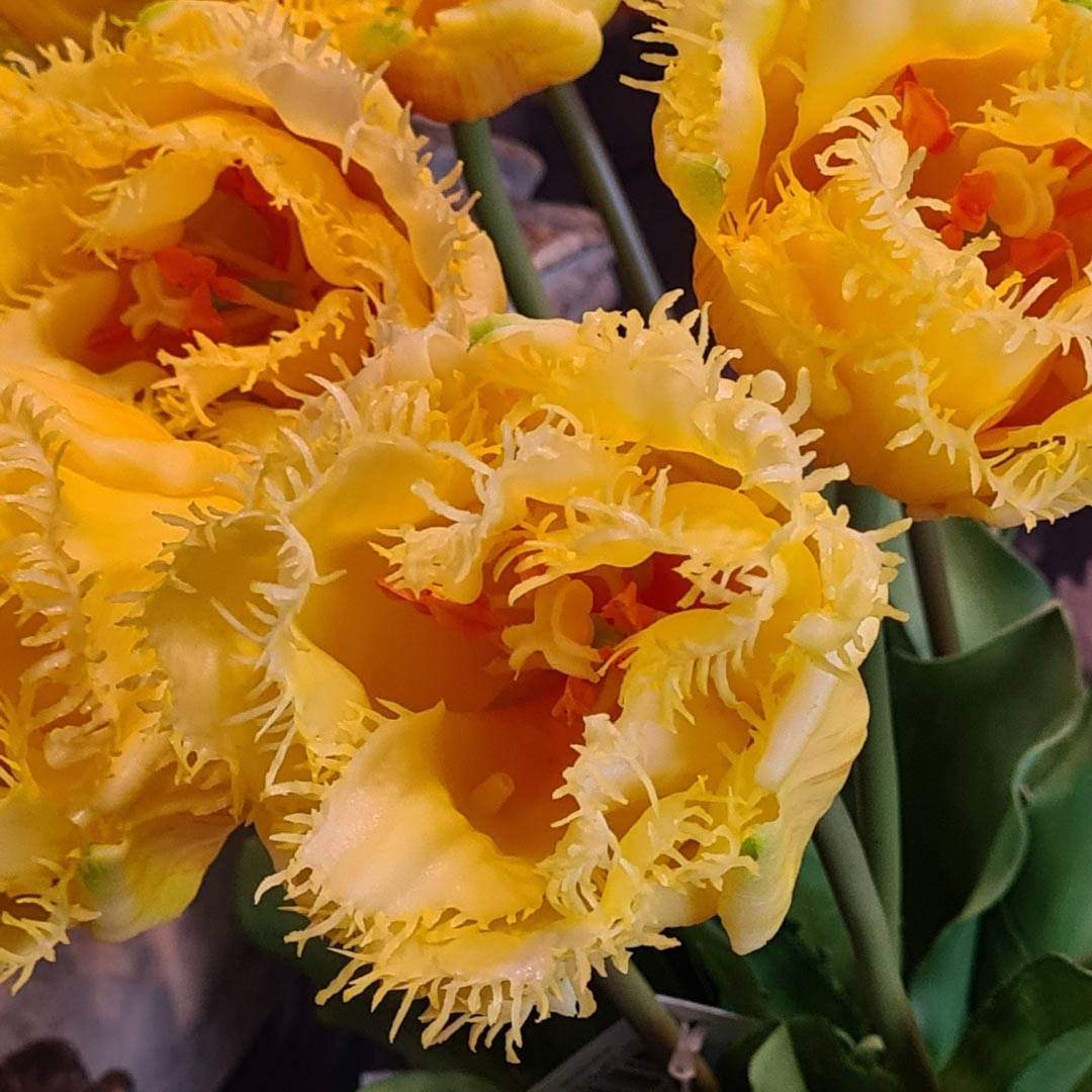 Élethű megjelenésű, Real Touch hatású, sárga színű, rojtos tulipán művirág.