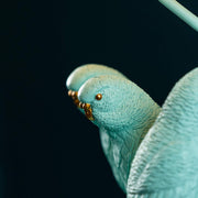 3 darab türkiszínű papagáj.